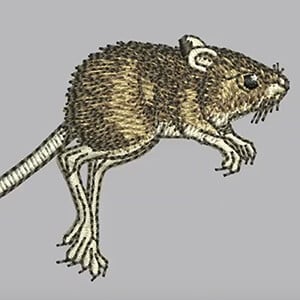 Digitizing Animals with Hatch Embroidery – FREE King Parrot design